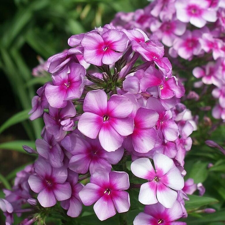 Floksis 'Neon Flare Blue'  (pieejams no jūnija)